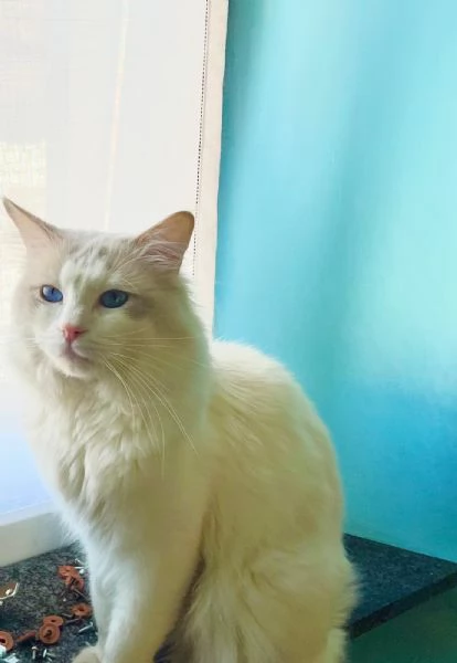 disponibile cucciolo di ragdoll