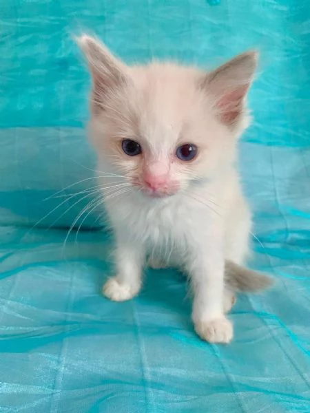 disponibile cucciolo di ragdoll | Foto 0