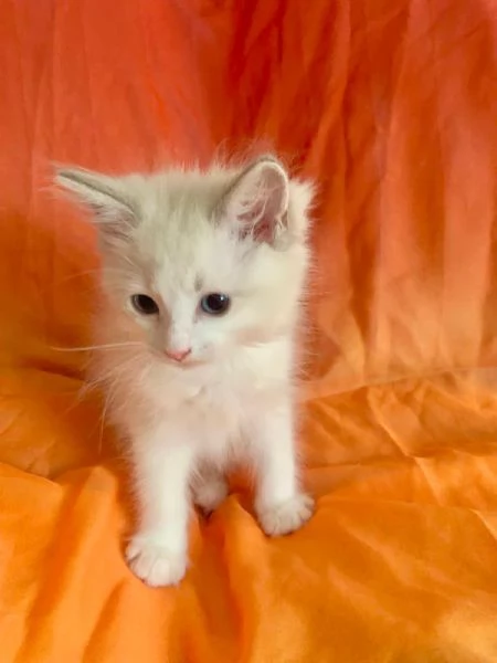 Disponibile cucciolo di ragdoll