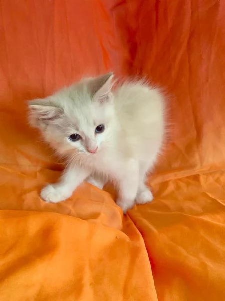 Disponibile cucciolo di ragdoll | Foto 1