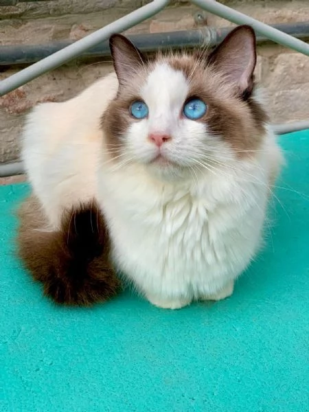 Disponibile cucciolo di ragdoll | Foto 0