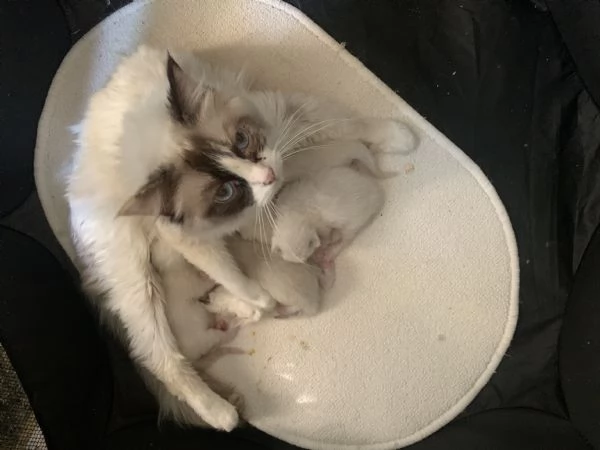 cuccioli di ragdoll
