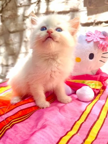 cuccioli ragdoll disponibili