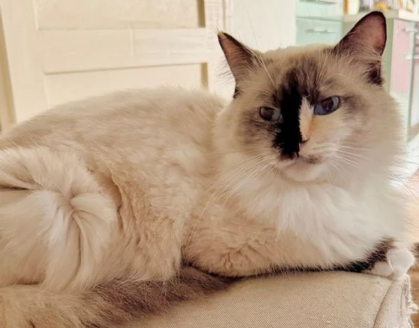 cuccioli ragdoll disponibili | Foto 4