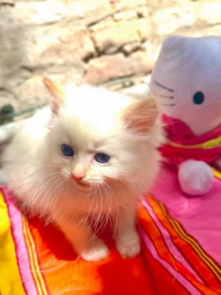 cuccioli ragdoll disponibili | Foto 3