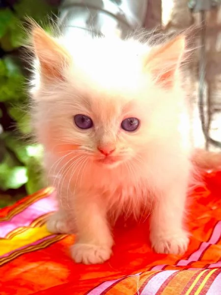 cuccioli ragdoll disponibili | Foto 1
