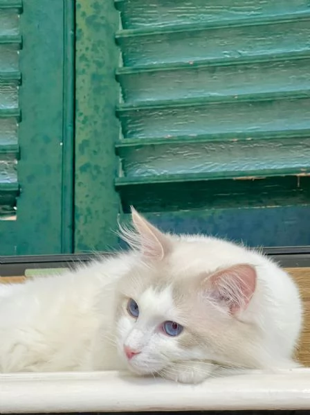 cuccioli ragdoll disponibili | Foto 0