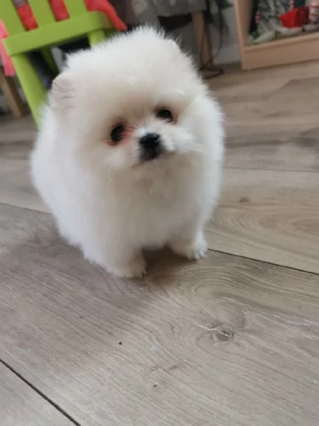 Cuccioli Spitz POMERANIA da genitori toy | Foto 0