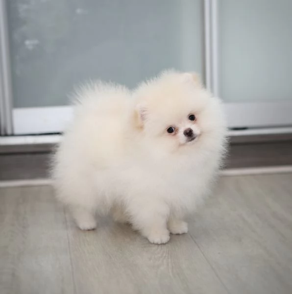 Cuccioli Spitz POMERANIA da genitori toy