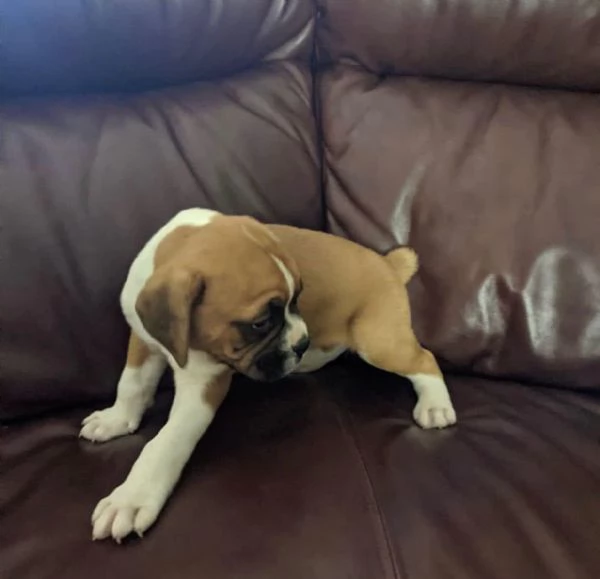 Bellissimi cuccioli di boxer | Foto 0