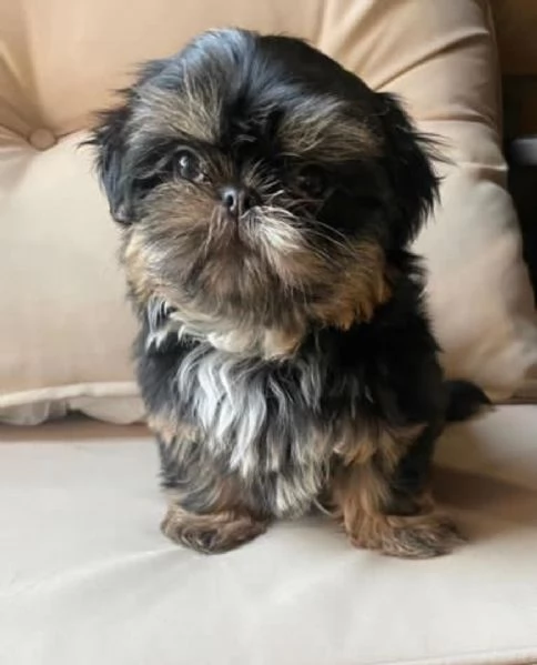 REGALO Cuccioli Shih Tzu avente  Primi vaccini Passaporto Libretto sanitario Microchip Possibil