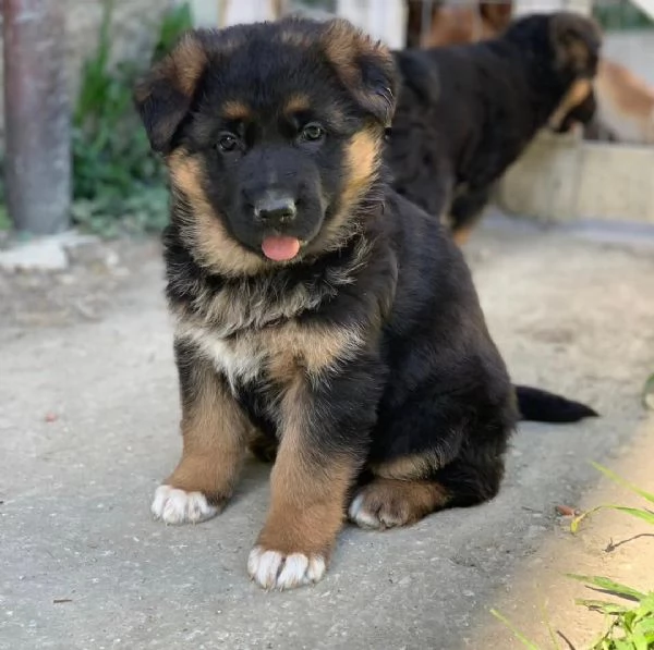 Regalo CUCCIOLI PASTORE TEDESCO CUCCIOLI DI PASTORE TEDESCO SONO 3 FEMMINE E 2 MASCHIO LE FOTO SONO