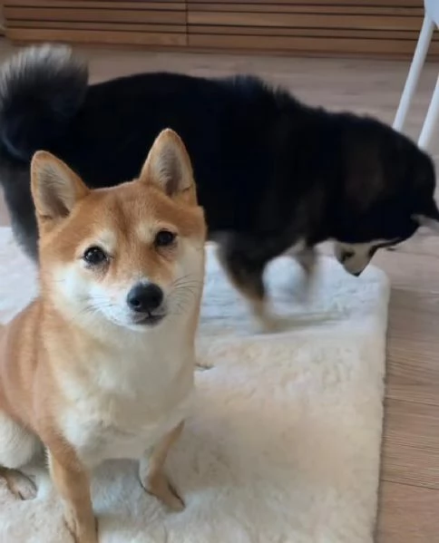REGALO due cuccioli di Shiba Inu per ladozione disponibili per una buona case i cuccioli sono ben 
