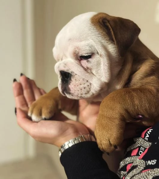 REGALO BULLDOG INGLESE CUCCIOLI CON PEDIGREE BULLDOG INGLESE PELO CORTO TAGLIA PICCOLA MOLTO BELLI 