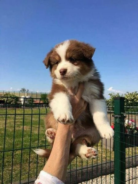 adorabili cuccioli di border collie femminucce e maschietti disponibili  i cuccioli sono vaccinati 