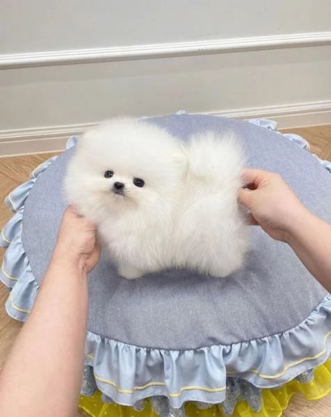 bellissimi cuccioli di pomerania 
