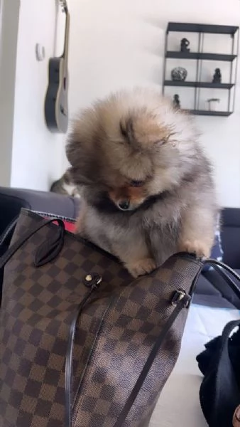 bellissimi cuccioli di pomerania  | Foto 1