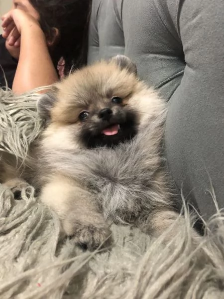 bellissimi cuccioli di pomerania  | Foto 0