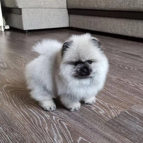 2 bellissimi cuccioli di pomerania | Foto 1