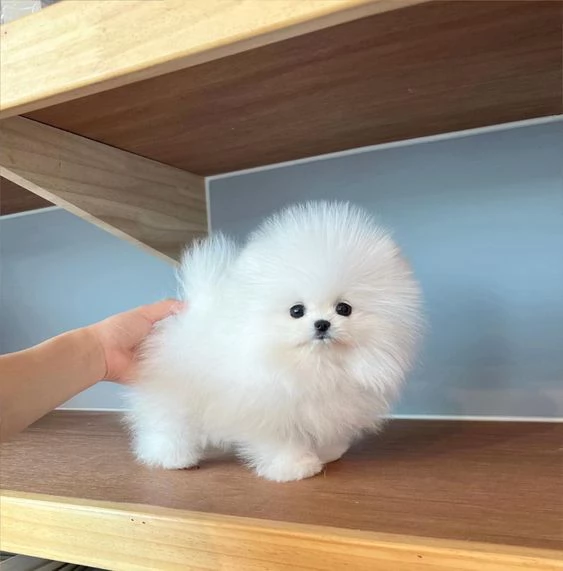 2 bellissimi cuccioli di pomerania