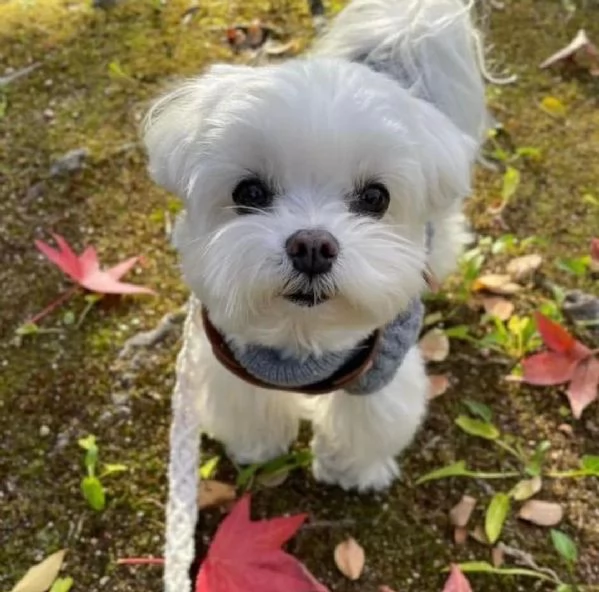 REGALO Dolci cuccioli Maltese per ladozione abbiamo cuccioli Maltese molto felice e sorprendente A