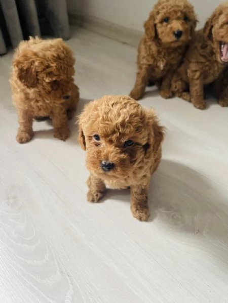 Regala cuccioli di Barboncino | Foto 2
