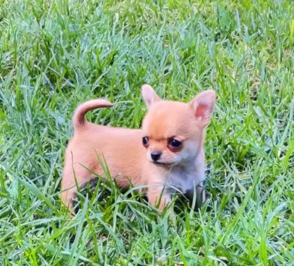 Meraviglie uniche chihuahua pedigree enci  | Foto 0