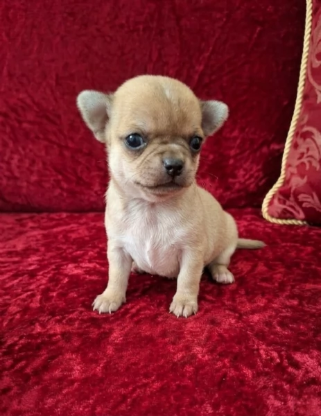 Strepitosi Chihuahua PEDIGREE enci  | Foto 0