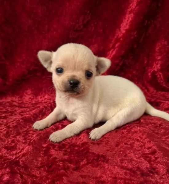 Strepitosi Chihuahua PEDIGREE enci 