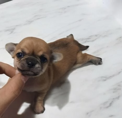 Strepitosi Chihuahua PEDIGREE enci  | Foto 0