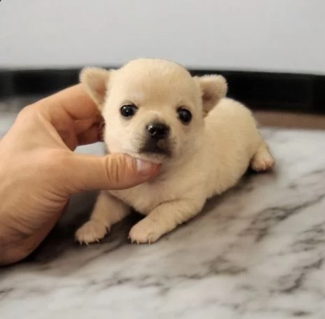 Strepitosi Chihuahua PEDIGREE enci 
