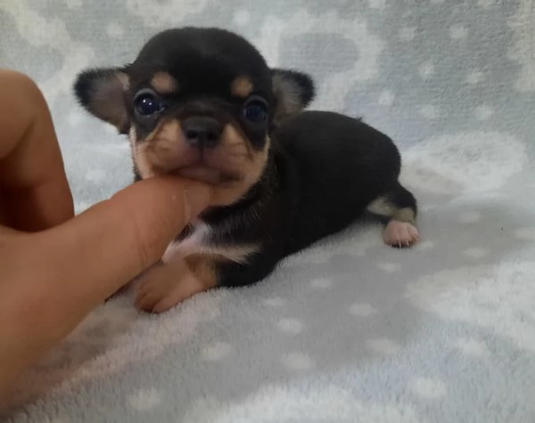 Chihuahua Stupendi super pedigree enci 