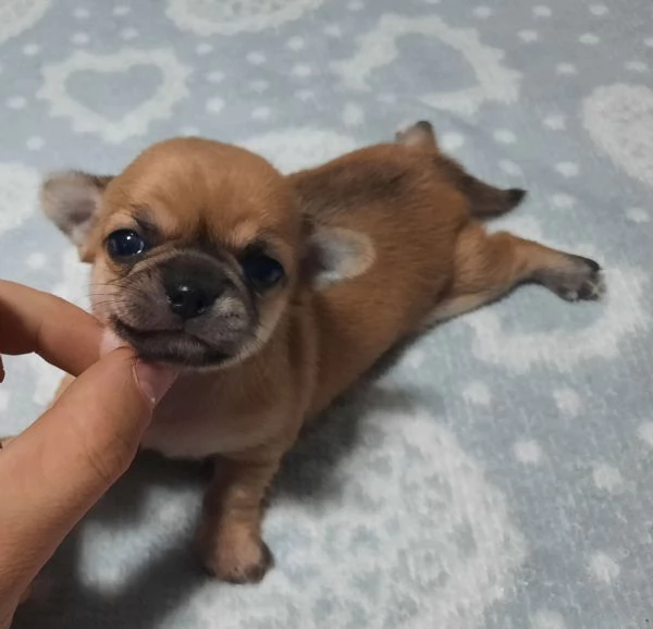 Chihuahua Stupendi super pedigree enci  | Foto 0