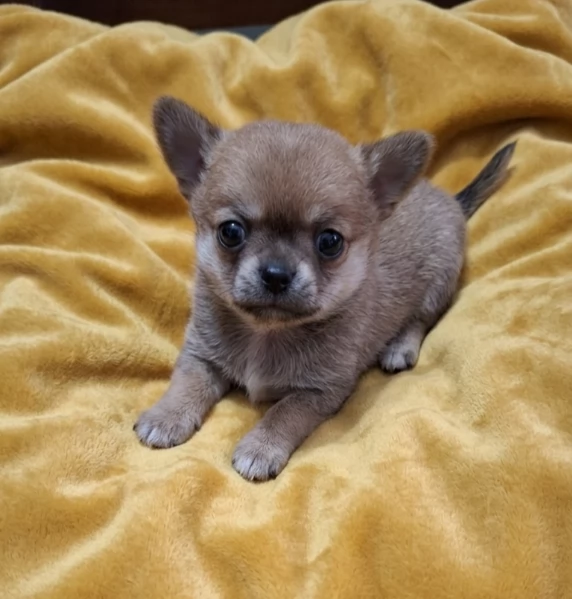 Chihuahua Stupendi super pedigree enci  | Foto 0