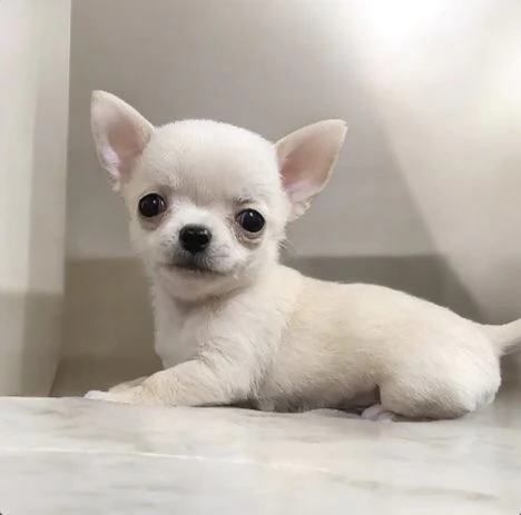 Stupendi ESEMPLARI CHIHUAHUA PEDIGREE enci 