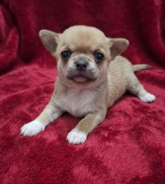 Stupendi ESEMPLARI CHIHUAHUA PEDIGREE enci  | Foto 0