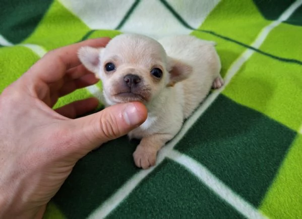 Stupendi ESEMPLARI CHIHUAHUA PEDIGREE enci 