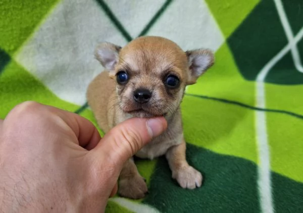 Stupendi ESEMPLARI CHIHUAHUA PEDIGREE enci  | Foto 0