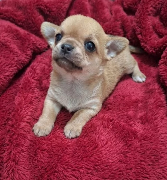 Stupendi ESEMPLARI CHIHUAHUA PEDIGREE enci 