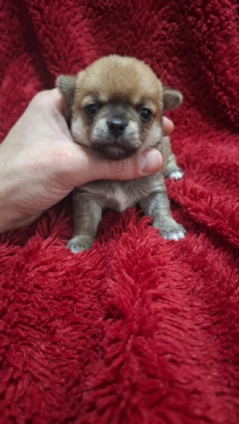 Stupendi ESEMPLARI CHIHUAHUA PEDIGREE enci  | Foto 1