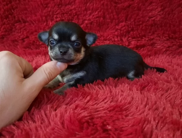 Stupendi ESEMPLARI CHIHUAHUA PEDIGREE enci  | Foto 0