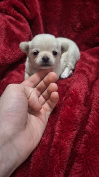Stupendi ESEMPLARI CHIHUAHUA PEDIGREE enci 
