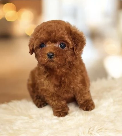 Meravigliosi barboncini red intenso mini toy 