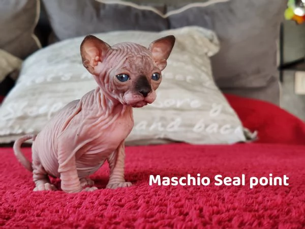Cuccioli Canadian Sphynx  | Foto 4
