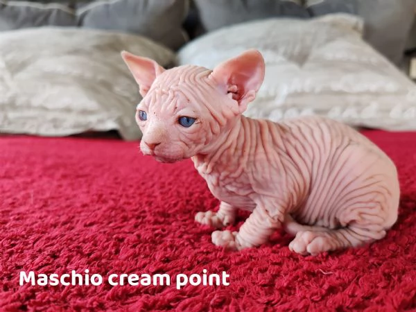 Cuccioli Canadian Sphynx  | Foto 3