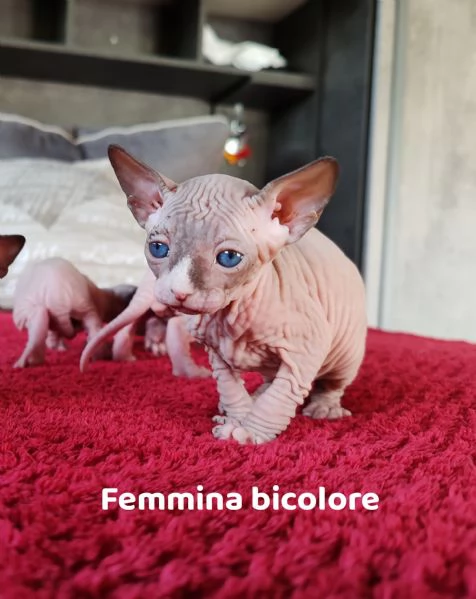 Cuccioli Canadian Sphynx  | Foto 2