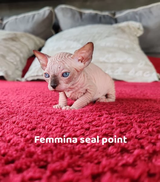 Cuccioli Canadian Sphynx  | Foto 1