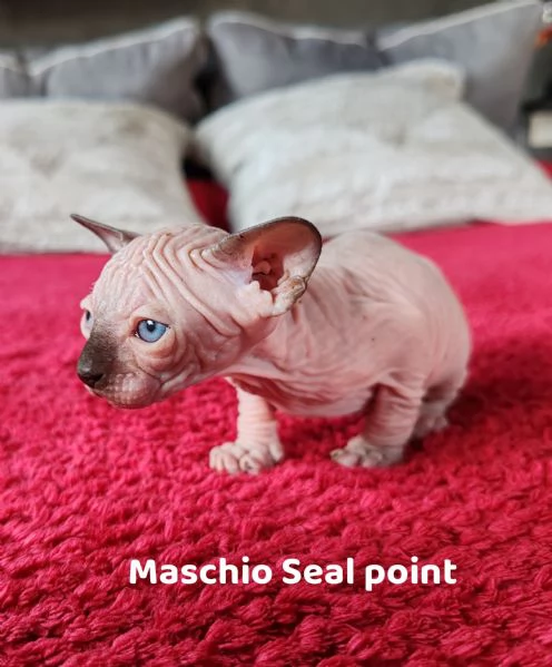 Cuccioli Canadian Sphynx  | Foto 0