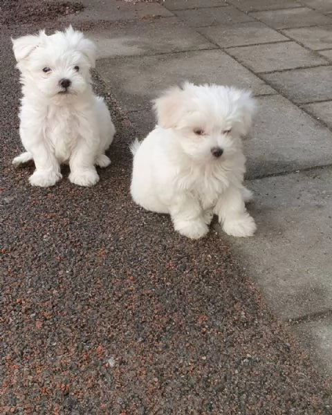 Bellissimi cuccioli maltesi in adozione  | Foto 2