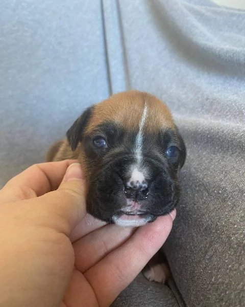 Cuccioli di boxer